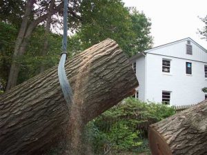 Tree Service Company – What To Look For