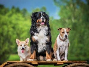 CBD for Pets